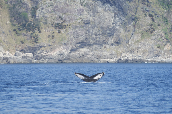 お正月にクジラ！_f0062839_19164277.jpg