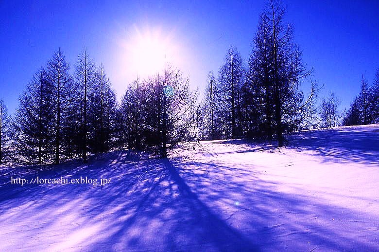 太陽と雪原とからまつ林_f0045844_073426.jpg