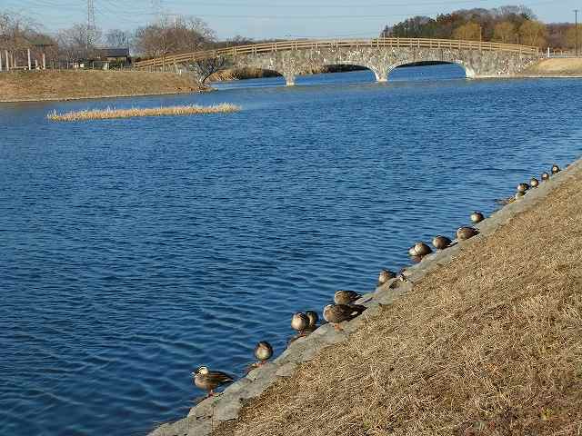 白鳥に合いに再度大沼へ_d0131847_22473492.jpg