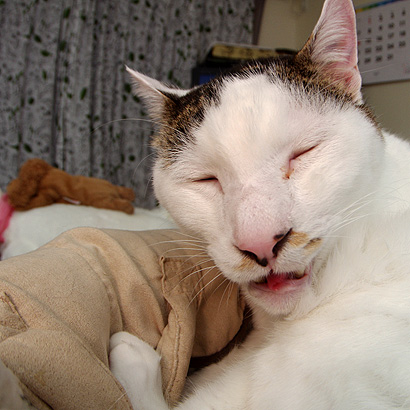 じいちゃん顔 ぶつぶつ独り言2 うちの猫ら21 じいちゃん顔 ぶつぶつ独り言2 うちの猫ら21
