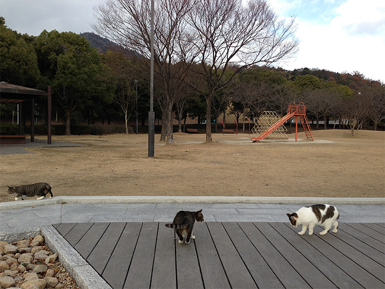 猫の居る風景_b0084353_20341916.jpg