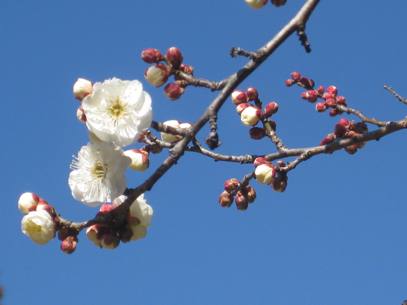 餅つき踊りの菅原神社の梅も蕾がまだまだかたいです_b0115553_135734100.jpg