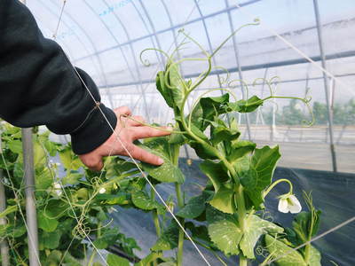 スナップエンドウ「シャキ甘“菊光”」 まだまだこれから“本物”の甘さに育てるばい!_a0254656_181551100.jpg