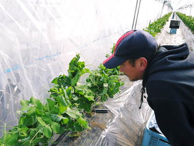 スナップエンドウ「シャキ甘“菊光”」 まだまだこれから“本物”の甘さに育てるばい!_a0254656_1843241.jpg