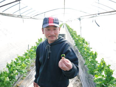 スナップエンドウ「シャキ甘“菊光”」 まだまだこれから“本物”の甘さに育てるばい!_a0254656_18473224.jpg