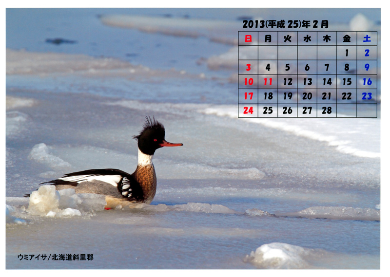 2月の野鳥カレンダー・・・ウミアイサ_e0289657_18522384.jpg