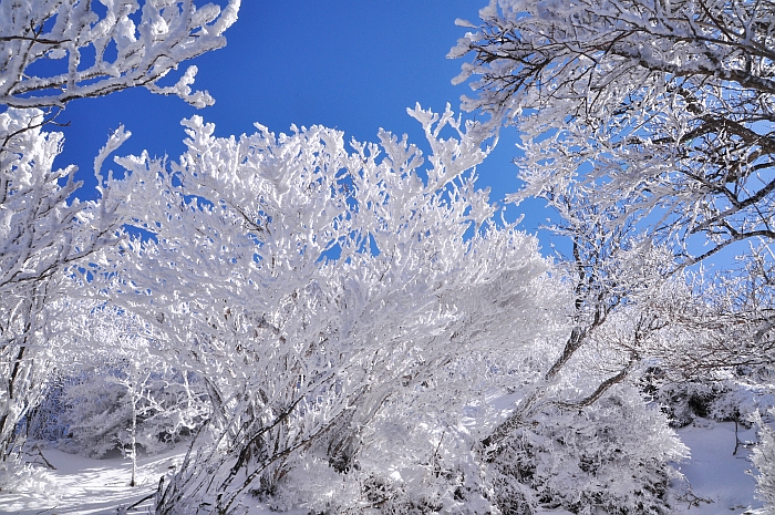 １人で行くと晴れるんだ！（霧氷の韓国岳）_e0013365_11155497.jpg