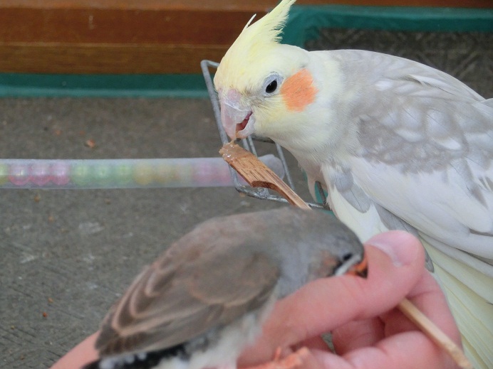 エグザクト大好き キンカ鳥とインコ Shimajiroo 空飛ぶ小鳥たち エグザクト大好き キンカ鳥とインコ Shimajiroo 空飛ぶ小鳥たち