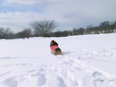 f0205887_17554358.gif