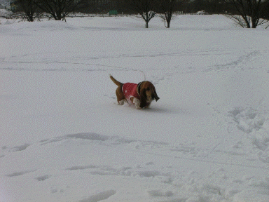 f0205887_1804173.gif