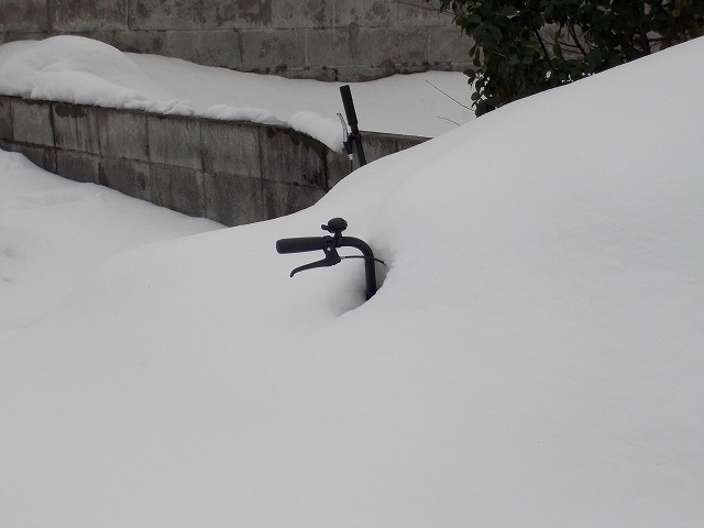 秋田で雪！_d0268290_1124556.jpg