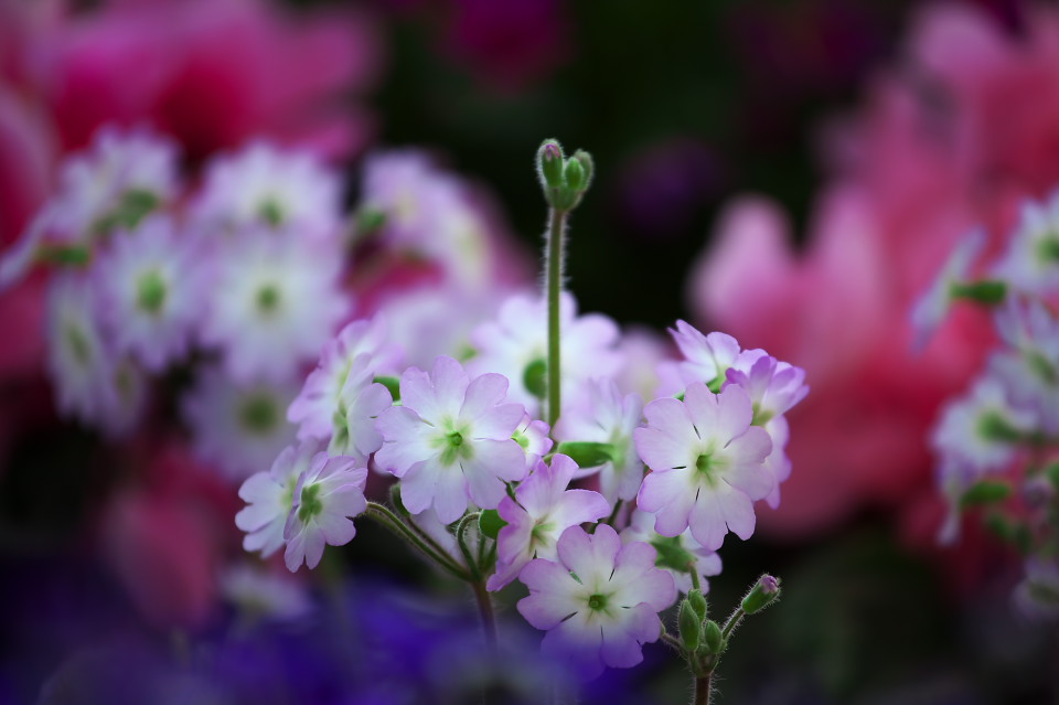 ウンナンサクラソウ（雲南桜草）_d0248494_2055377.jpg