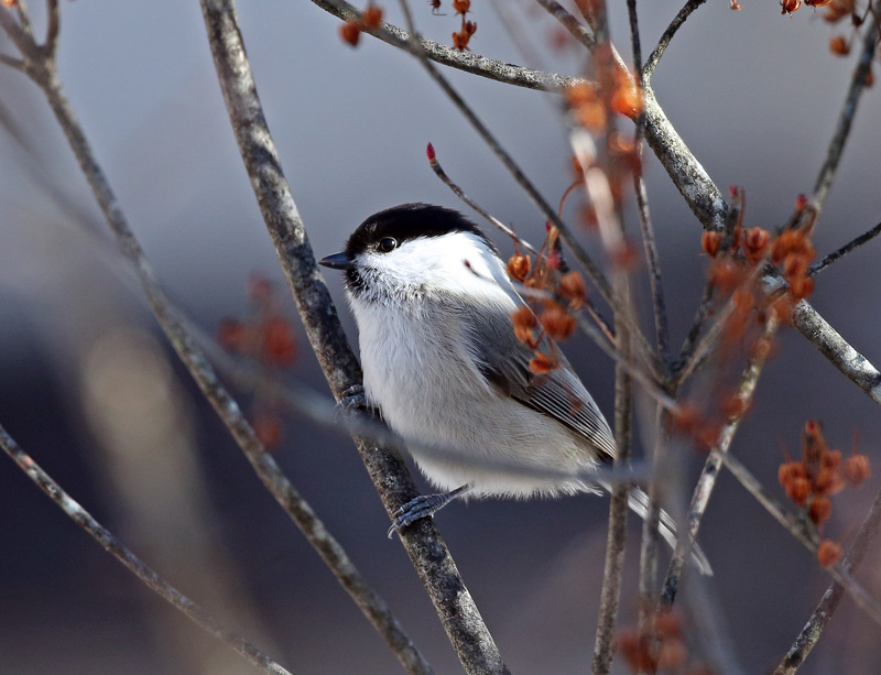 野鳥いろいろ♪_d0195897_1335195.jpg