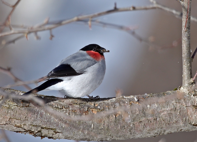 野鳥いろいろ♪_d0195897_1344727.jpg