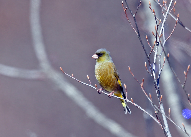 野鳥いろいろ♪_d0195897_1351997.jpg