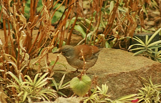 月極さんはお金持ち・・・・・・今日の鳥　シロハラ_d0025414_23343521.jpg