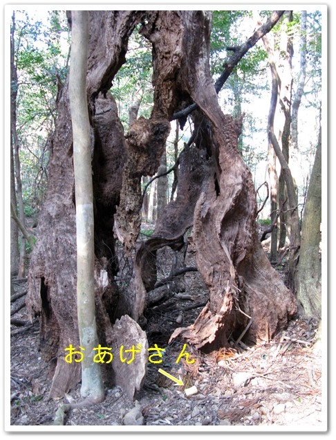 稲荷めぐり_f0129726_23221980.jpg