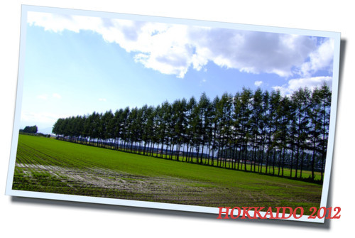 「JALPAK北海道2012 レポート始まります 2/1から!」_a0000029_045793.jpg