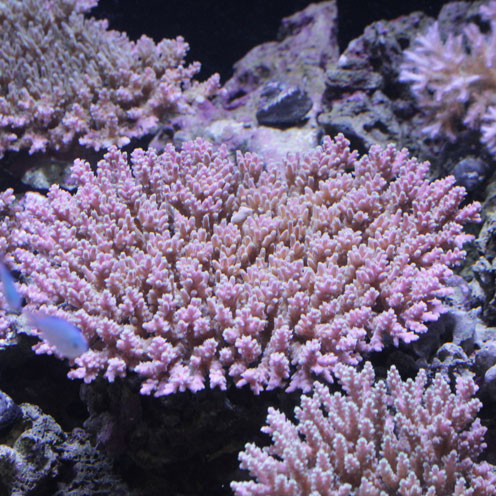 明日は海水魚！_d0221436_2032874.jpg