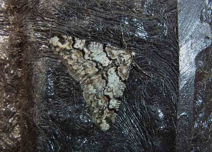 d0146854_21324538.jpg
