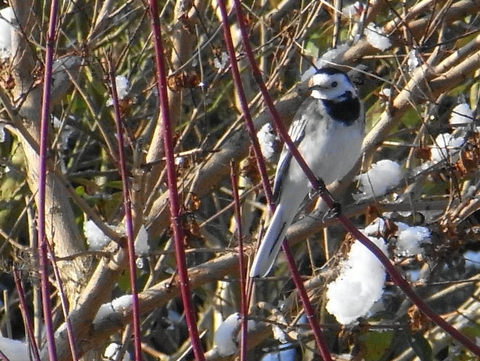 Big Garden Birdwatch　２０１３_c0169179_21391061.jpg