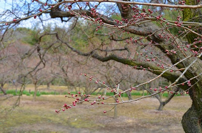 2013年1月30日【梅一輪開花！】_a0185880_14443128.jpg