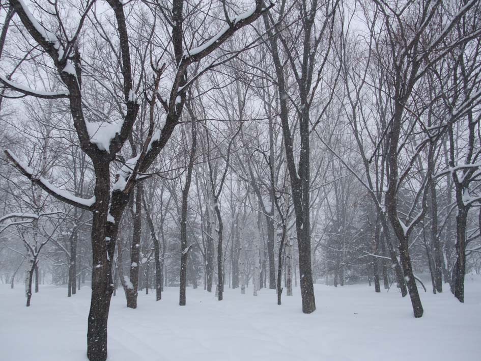 朝、中島公園で　　雪中行軍_f0182885_14374181.jpg