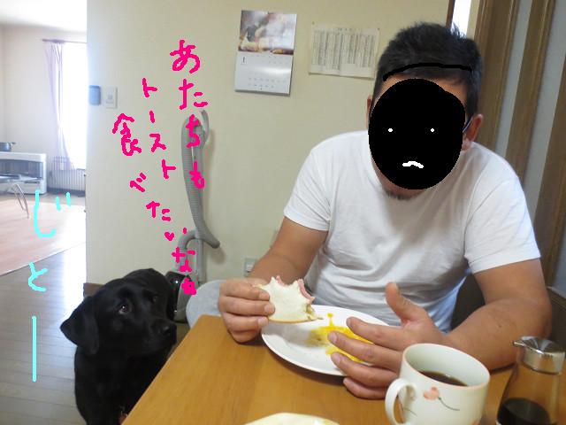 犬は見た目によらず？_e0160787_13144344.jpg