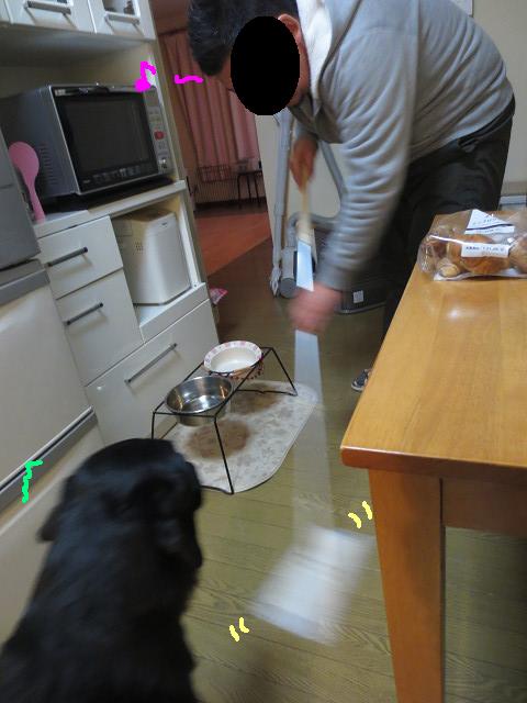 犬は見た目によらず？_e0160787_13151924.jpg