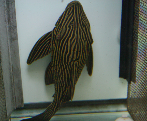 c0165800_21385795.jpg