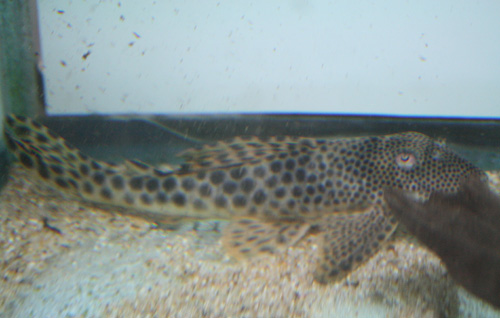 c0165800_21392735.jpg