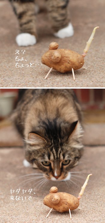 シッポのはえた、ポテトマウス_b0253205_2555786.jpg