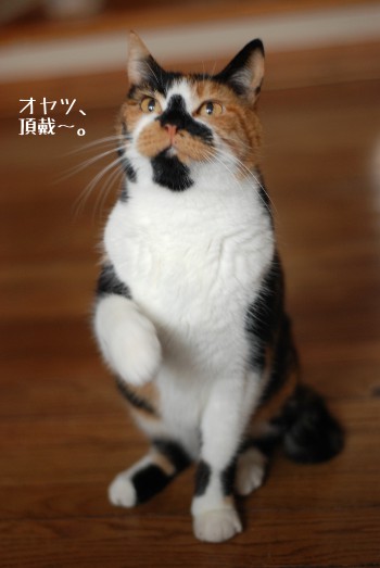 猫だって「お手」ができるのです。_b0253205_6373695.jpg