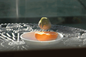 c0051105_23291647.gif
