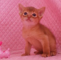アビシニアン子猫 家族募集 _e0033609_16464937.jpg