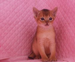 アビシニアン子猫 家族募集 _e0033609_1648911.jpg
