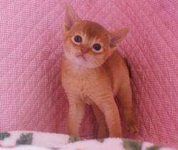 アビシニアン子猫 家族募集 _e0033609_16511669.jpg