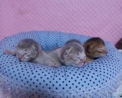 アビシニアン子猫 家族募集 _e0033609_1654128.jpg