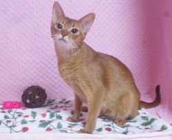 アビシニアン子猫 家族募集 _e0033609_16542387.jpg