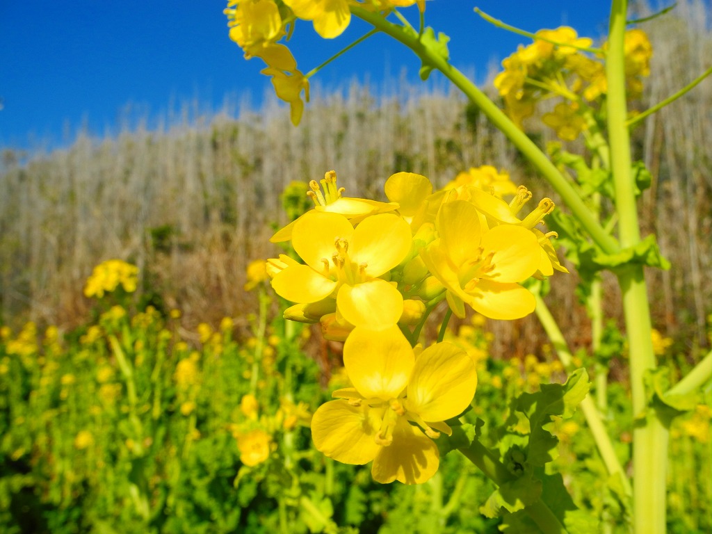 海と青空と菜の花_b0276912_210671.jpg