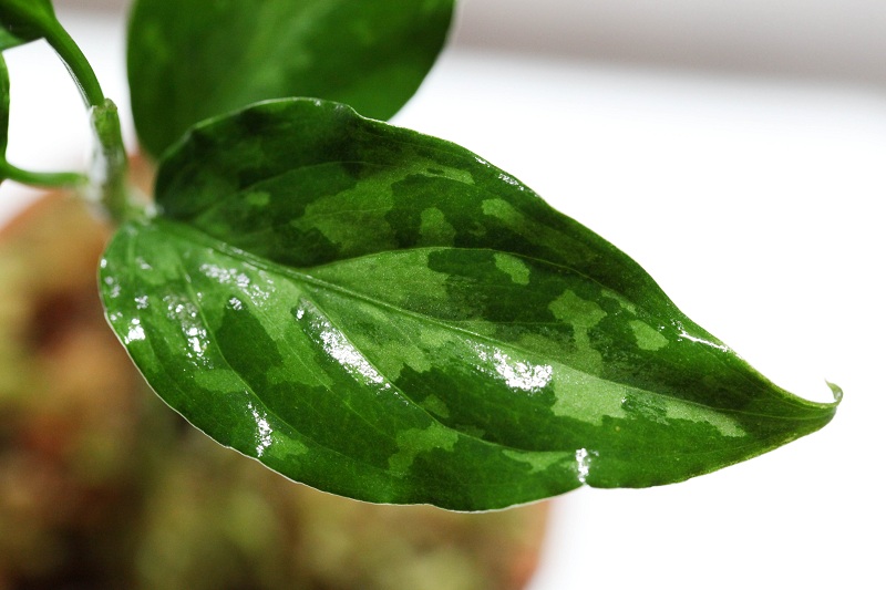 Aglaonema Pictum tricolor “Siberut 2nd” (LA) #2_a0141717_21392137.jpg