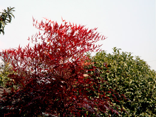 c0147123_2351185.jpg