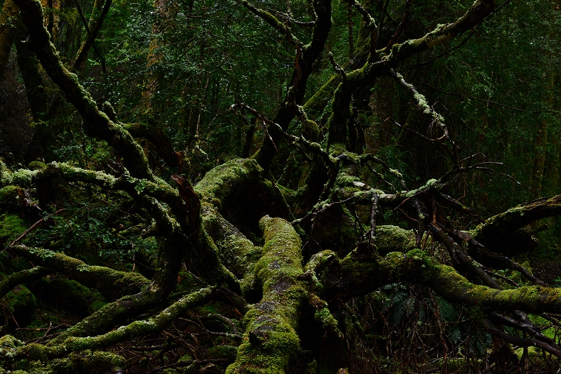 森の精霊　by Nikon D800E_f0050534_17325089.jpg