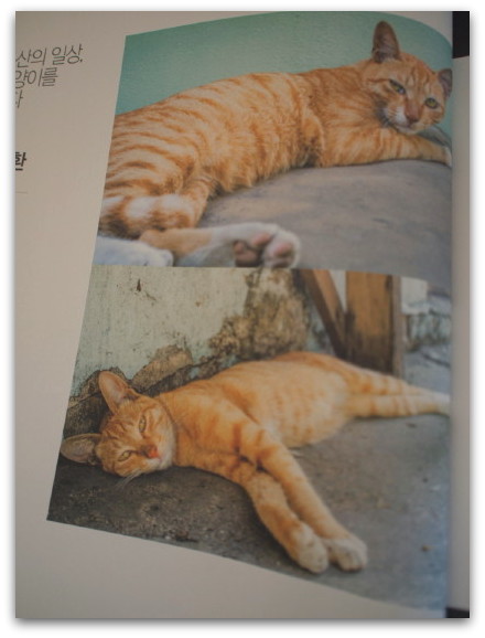 韓国の猫雑誌 「MAGAZINE C ／ 매거진C」 Vol.28_d0098941_2015122.jpg