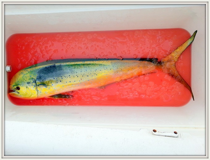 釣れてます!_d0012449_2321855.jpg