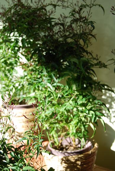 a0201358_15151214.jpg