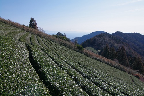 高草山～満観峰（静岡県焼津市）_d0164761_1674023.jpg