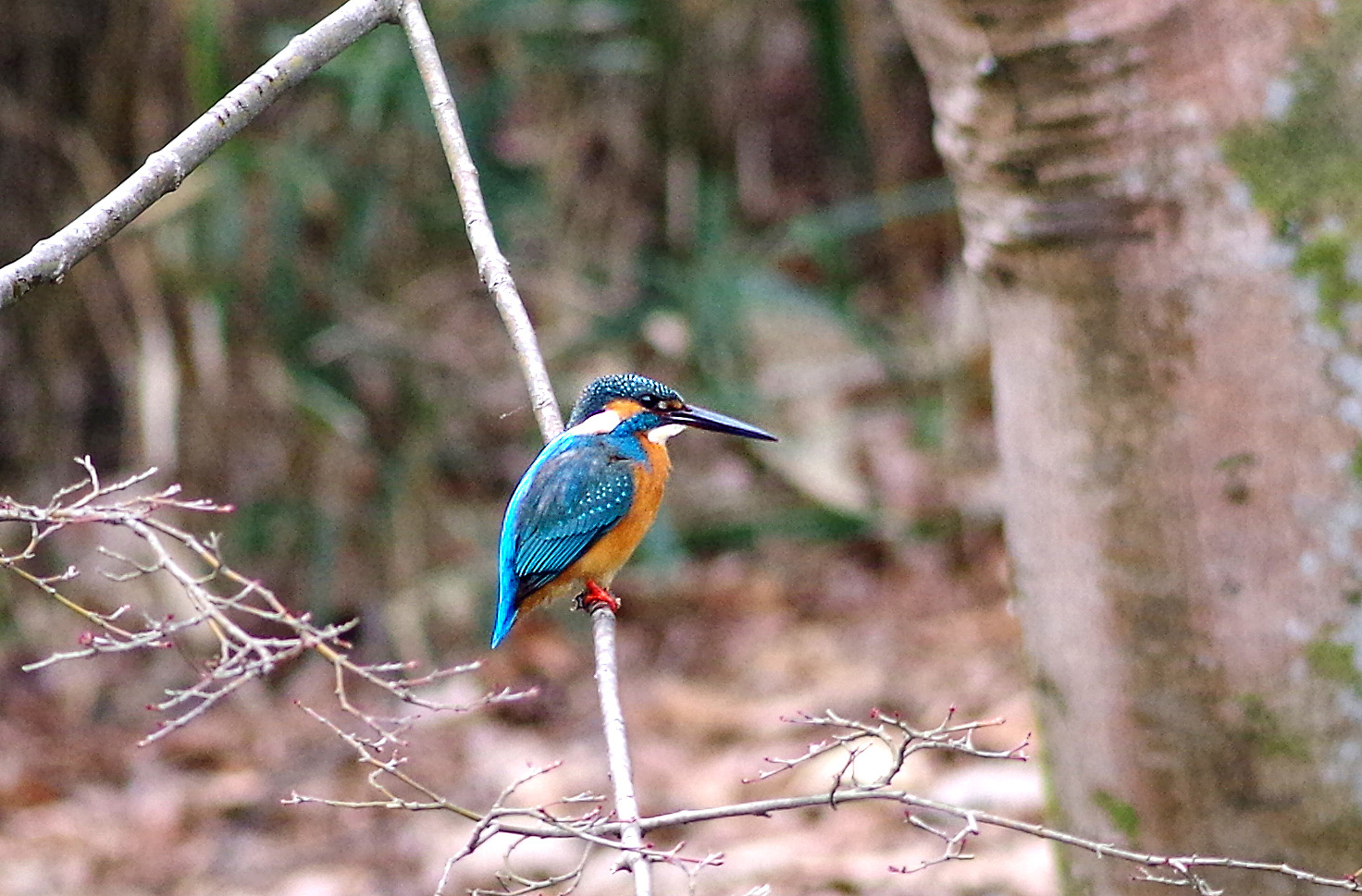 f0215767_1735570.jpg