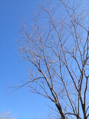 e0151768_1103786.jpg