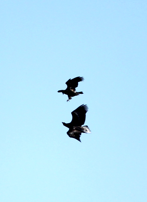 オオワシ幼鳥 オジロワシ幼鳥との突然の出逢い リアスの風にのって